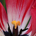 Fourth of July Tulip