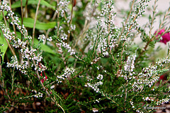 Flowering heathers in the courtyard rockery