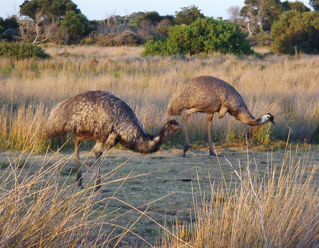 emus at dusk