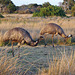 emus at dusk