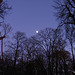 Bellie Woods by moonlight, near Fochabers Bridge