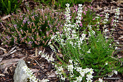 Flowering heathers in the courtyard rockery