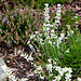 Flowering heathers in the courtyard rockery