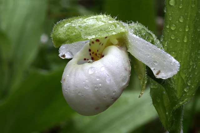 Sparrow's-egg Lady's Slipper