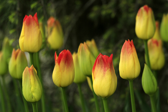 Tulips