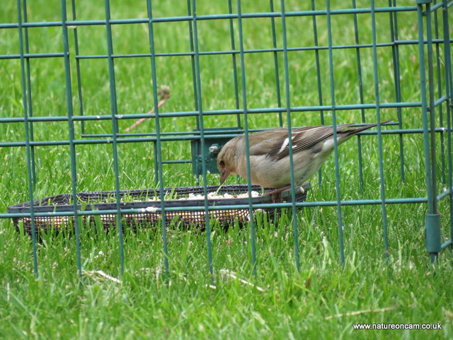 Garden visitors