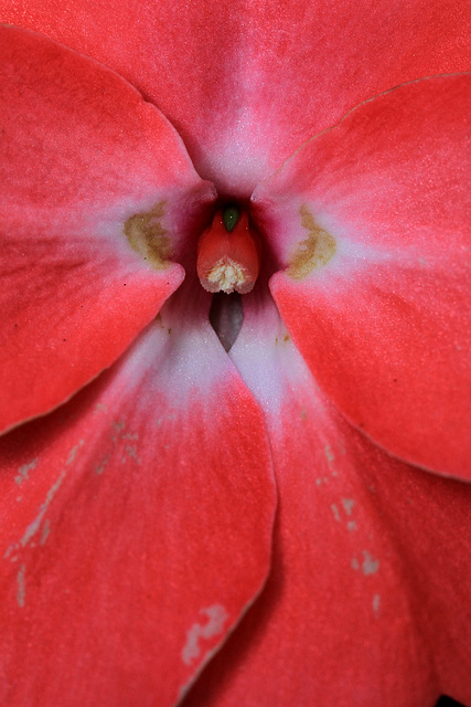 New Guinea Impatiens