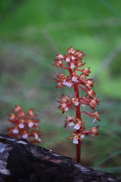 Corallorhiza maculata var. occidentalis