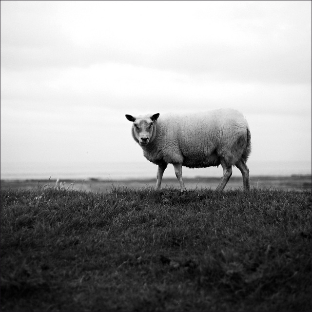 Texel