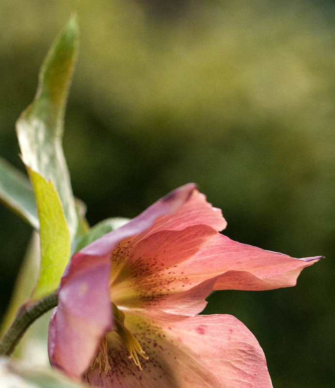 shy hellebore