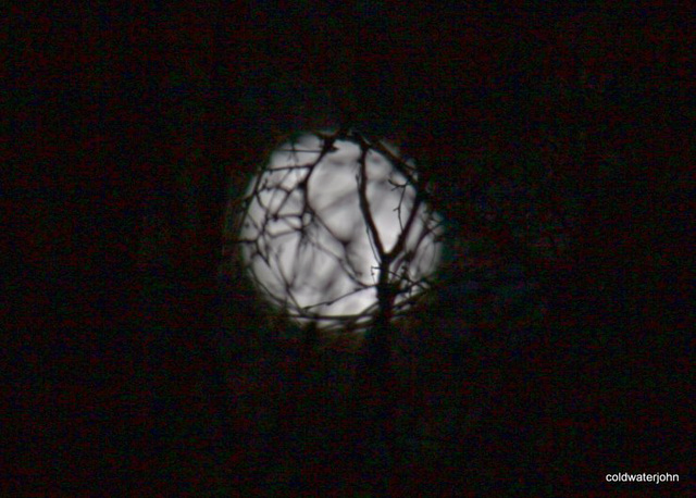 Full moon through the bare branches