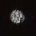 Full moon through the bare branches