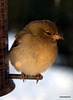 Chilled chaffinch