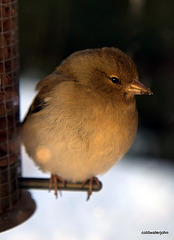 Chilled chaffinch