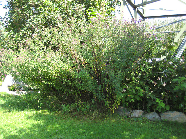 Herbstaster (Aster novaeangliae)