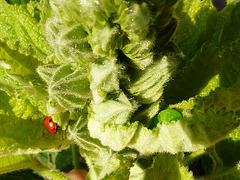 winter bugs