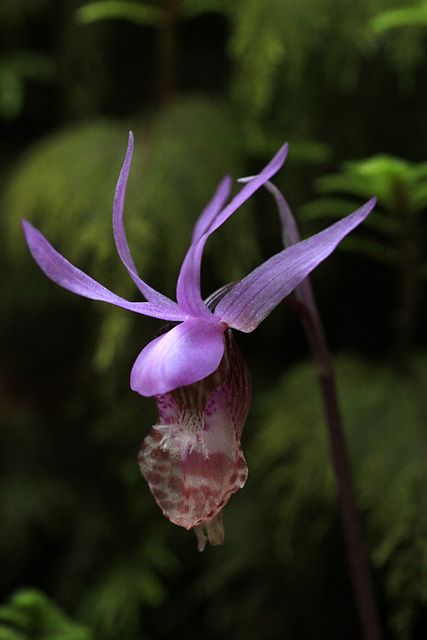 Calypso bulbosa var. occidentalis