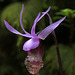 Calypso bulbosa var. occidentalis