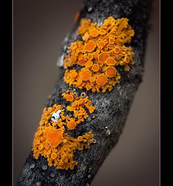 Common Orange Lichen is Uncommonly Beautiful to Me! :D