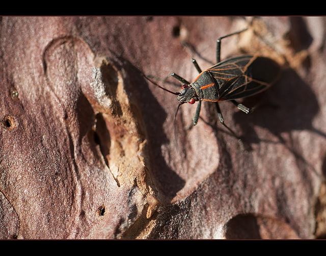 Box Elder Bug on a Pine Tree