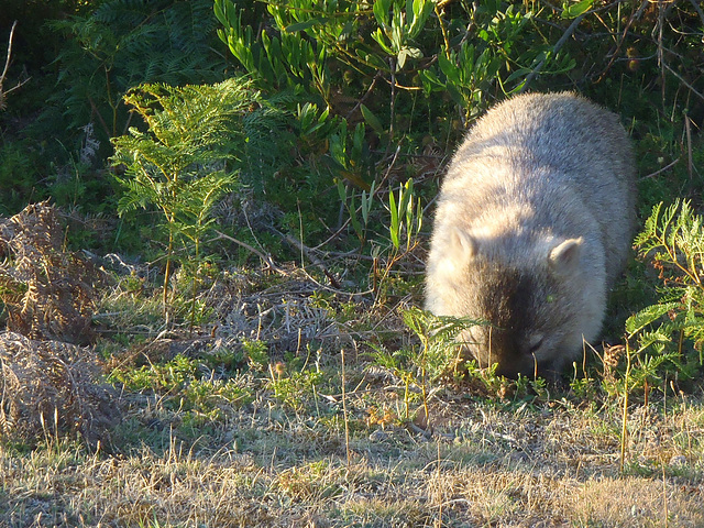 fluffy friendly wombat