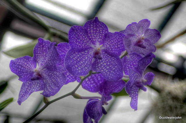 Glasgow Botanical Gardens Orchid House 3595112304 o