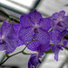 Glasgow Botanical Gardens Orchid House 3595112304 o