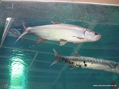 Large fish in a tank