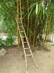 Bamboo Ladder...and Bamboo