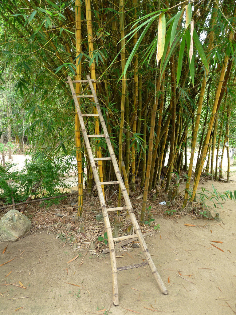 Bamboo Ladder...and Bamboo