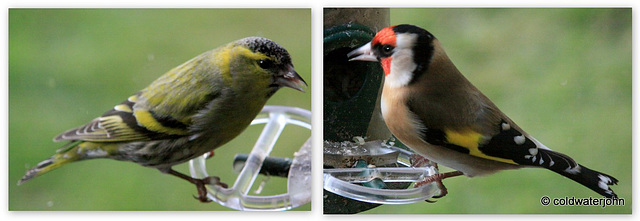 Siskin and goldfinch