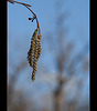 Beautiful Tree Seeds