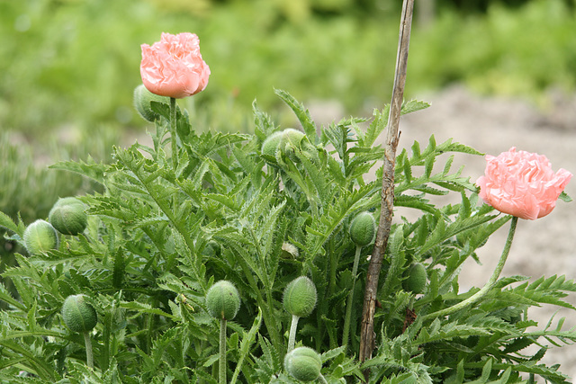 promesse de beaucoup de fleurs !!!!