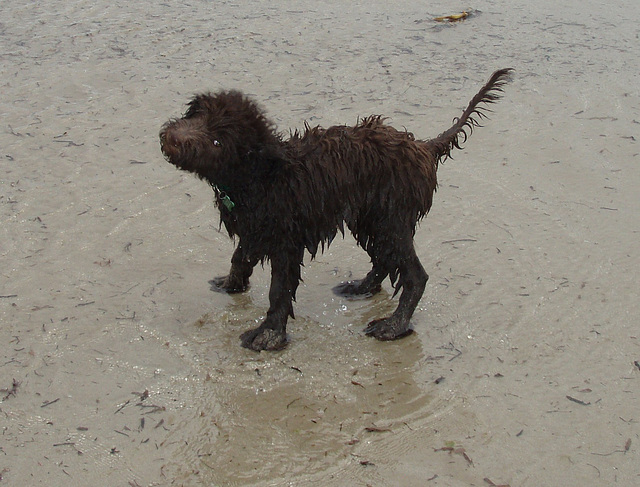 Coco's first visit to the beach