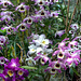 Glasgow Botanical Gardens Orchid House 3595112710 o