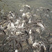 fish feeding on Chao Praya