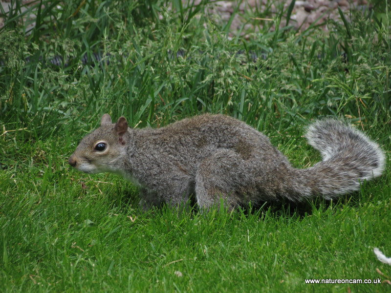 Garden visitors