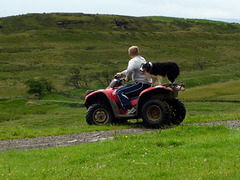 Sheep dog hitches a ride