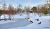 Dock reappearing with the thaw