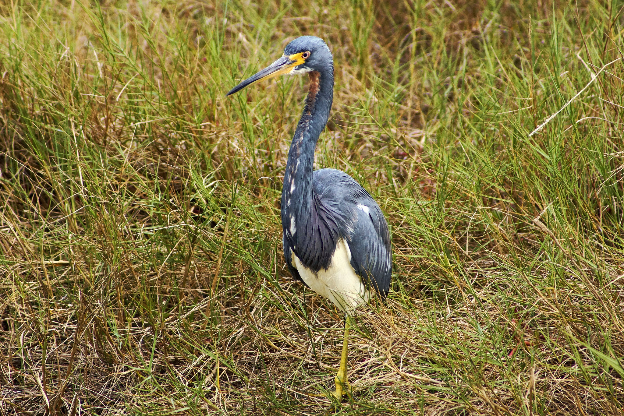 Tricolored Heron #2 – Merritt Island, Florida