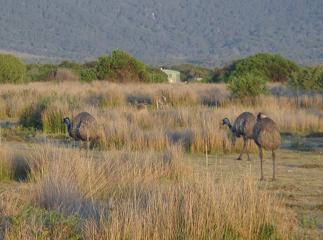 emus at dusk