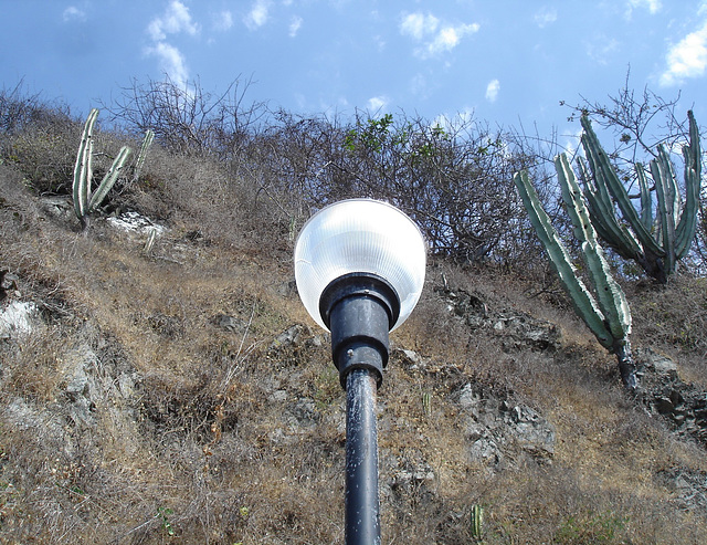 Cactus et lampadaire / Cactus y farola / Cactus and lamppost.