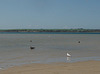 gulls at Shallow Inlet