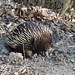 echidna on the Rail Trail