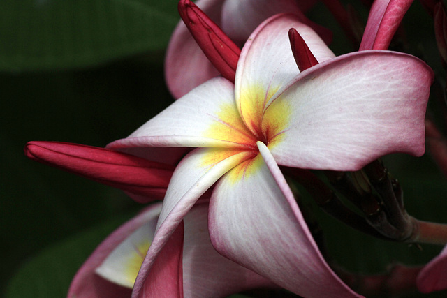 Plumeria