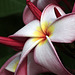 Plumeria