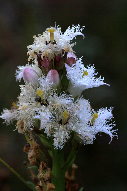 Buckbean (Menyanthes trifoliata)