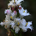 Buckbean (Menyanthes trifoliata)