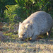 fluffy friendly wombat