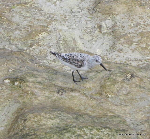 Beach Bird